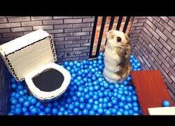 Enlace a Así escaparía un hamster de una prisión