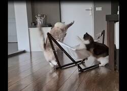 Enlace a Gatos descubren como utilizar una hamaca