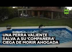 Enlace a Una perrita ciega es salvada por otra perra de morir ahogada en una piscina