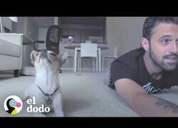 Enlace a Pancho, el perro al que le encanta hacer yoga