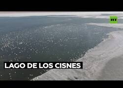 Enlace a Miles de cisnes se congregan en el Mar Caspio