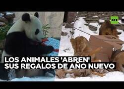 Enlace a Así abrieron sus regalos de Navidad los animales del Zoo de Moscú
