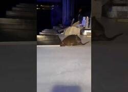 Enlace a Captan a una rata en el interior de un Telepizza