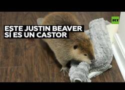 Enlace a Así es tener un castor como mascota