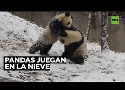 Enlace a Así se divierten dos pandas en la nieve