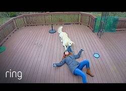 Enlace a Cuando tu perro confunde tu bufanda con su juguete