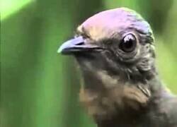Enlace a El pájaro capaz de reproducir cualquier sonido que escucha