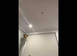 Enlace a Cuando eres fan de los HotWheels pero tu casa es de Pladur