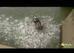 Enlace a Así se lleva a cabo la electro-pesca