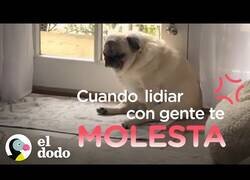 Enlace a Cuando tienes un día de perros...