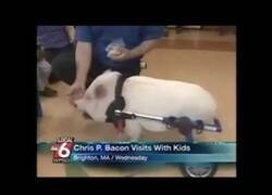 Enlace a Un presentador de informativos no puede parar de reír con un cerdo discapacitado