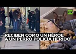 Enlace a Un perro policía herido es recibido en su comisaría como un héroe
