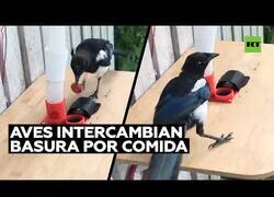 Enlace a Un hombre hace que los pájaros recojan basura a cambio de comida