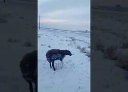 Enlace a Animales quedan totalmente congelados en Kazajistán