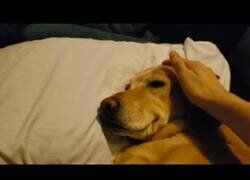 Enlace a Despertando a un perro que estaba teniendo una pesadilla