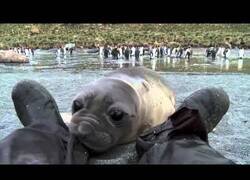 Enlace a Una foca bebé curiosea los pies de un cámara