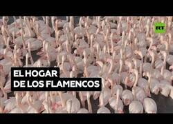 Enlace a Flamencos se reúnen en una laguna de Turquía