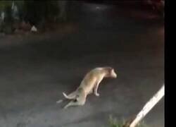 Enlace a Un perro simula ser inválido