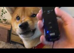 Enlace a El perro que odiaba Nintendo