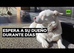 Enlace a Una perra espera en la puerta de un hospital a su dueño hospitalizado