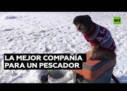 Enlace a Un gato acompaña a su dueño pescador en sus viajes más extremos