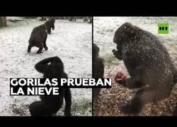 Enlace a Gorilas interactúan con la nieve por primera vez