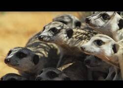 Enlace a Así reaccionan unos suricatos a un robot de serpiente cobra