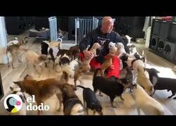 Enlace a Así es vivir junto a 20 perros