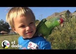 Enlace a Un loro y un niño son los mejores amigos