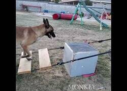 Enlace a El perro que hace parkour