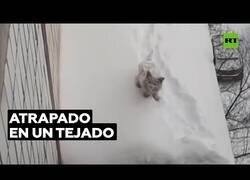 Enlace a Rescatan a un gato que llevaba varios días atrapado en un tejado helado