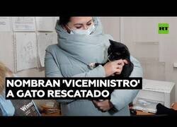 Enlace a Un gato que estuvo a punto de ser triturado es nombrado 'viceministro regional'
