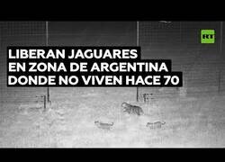 Enlace a Liberan a tres jaguares en una zona de Argentina donde habitaban hace 70 años