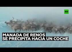 Enlace a Manada de renos se avalanza sobre un conductor