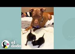 Enlace a El perro al que le gusta cuidar de gatitos
