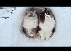 Enlace a Gatitos jugando en la nieve