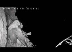 Enlace a El ataque furtivo de un búho a un nido de halcones