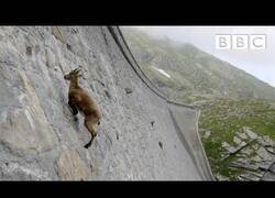Enlace a Cabras montesas desafiando las leyes de la gravedad