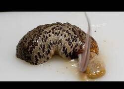 Enlace a No hay nada más asqueroso que cocinar un pepino de mar