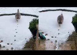 Enlace a Un gato sigue sus huellas en la nieve para volver a casa