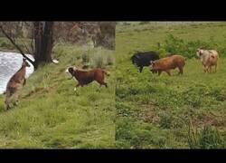 Enlace a Un perro y un canguro pelean mientras una cabra intenta copular con dos cerdos