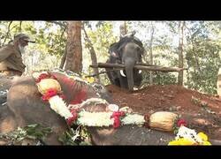 Enlace a Así incineran a un elefante en la India