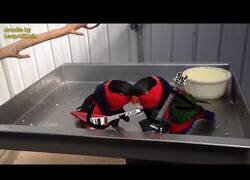 Enlace a El vídeo de los loros rockeros que necesitabas ver