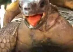 Enlace a El extraño apareamiento de esta tortuga
