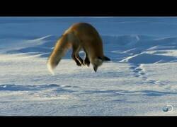 Enlace a Un zorro se zambuye de cabeza en la nieve para atrapar ratones