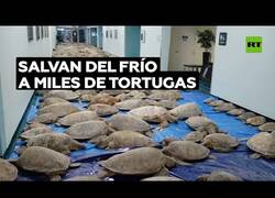 Enlace a Rescatan a miles de tortugas de las bajas temperaturas