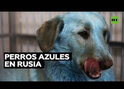Enlace a Aparecen perros azules en Rusia