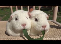 Enlace a Cobayas recrean la mítica escena de 'La Dama y el Vagabundo'