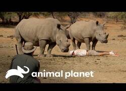Enlace a Wild Frank se hace el muerto delante de rinocerontes para que no le ataquen