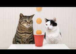 Enlace a Gatos haciendo increíbles Trick Shots de Ping Pong